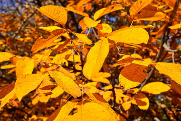 Autumn tree. Colourful autumn leaves in the forest.