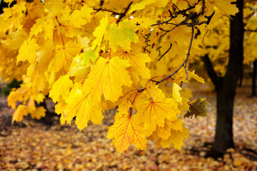 Naklejka na ściany i meble Autumn golden maple foliage in the forest.