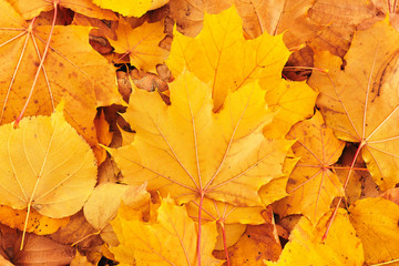 Naklejka na ściany i meble Autumn background of golden maple leaves on a ground.