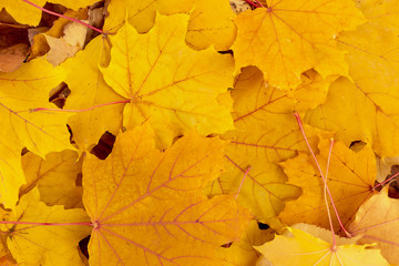 Yellow background of maple autumn leaves.