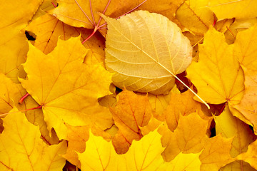 Golden foliage of autumn maple leaves.