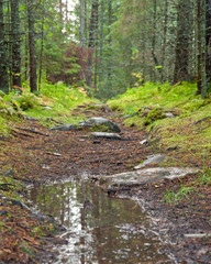 Wet path trough forest in Norway