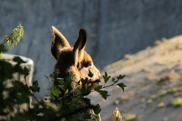 Pampashase von Hinten fotografiert im Profil