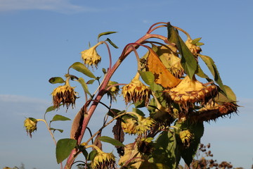 Sonnenblumen im Herbst