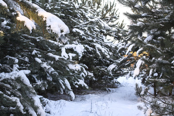 Fototapeta na wymiar Beautiful winter landscape in a snowy forest. Beautiful Christmas trees in a snowdrift and snowflakes. Stock photo for new year