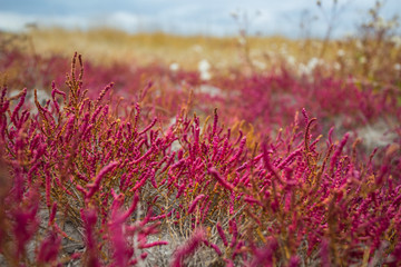 dry saline prairie with pink grass under a dense cloudy sky, badland abandoned by water scene, natural disaster