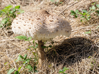 macrolepiota procera, big hat edible mushroom.Excellent for fried food