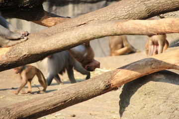 Babyaffe kopfüber hängend an Baumstamm