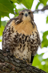 A closeup portrait of a Red-tailed Hawk.