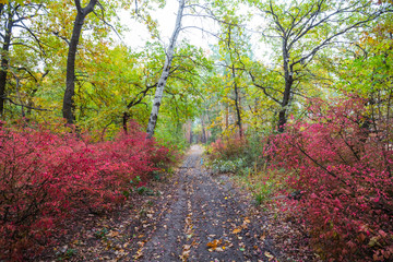 ground road among the quiet autumn forest