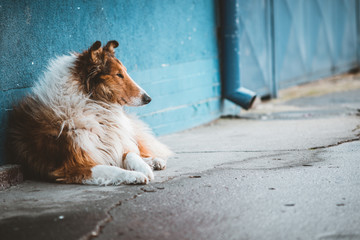 dog