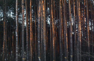Beautiful winter landscape in a snowy forest. Beautiful Christmas trees in a snowdrift and snowflakes. Stock photo for new year