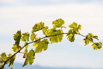 Isolated vine in the Douro region bathed by sunlight