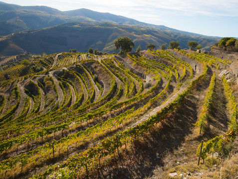 Scenic view of vineyards during harvest season (vindima) in Douro region