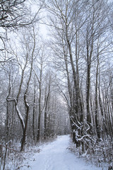 Beautiful winter landscape in the forest. Road outside the city and snowfall. Snowdrifts in the park and uncleaned street. Christmas and New Year background