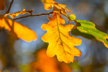 closeup red dry oak tree branch in the autumn forest