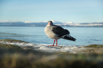 A young ring-billed gull stands looking at the camera on frozen ground hoping for some food