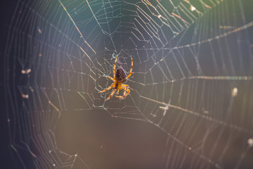 closeup spider sit on a web, natural background