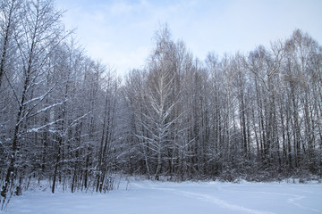 Beautiful winter landscape on a background of trees and forest. Christmas and New Year mood. Snowfall and the view as in a fairy tale