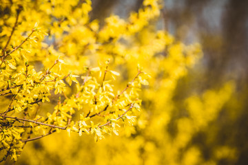yellow flowers on a green background
