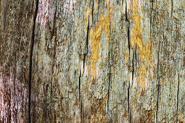 Wood textured background with green moss texture