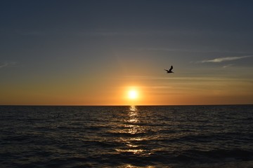 Fototapeta na wymiar Bird flying at sunset at the sea