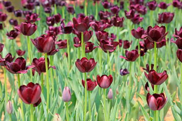 Fototapeta premium Tulips flowers in the garden