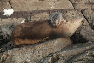 Obraz premium An adorable fur seal cub sleeping comfortable over his mother body