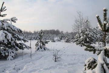 Beautiful winter landscape in a snowy forest. Beautiful Christmas trees in a snowdrift and snowflakes. Stock photo for new year