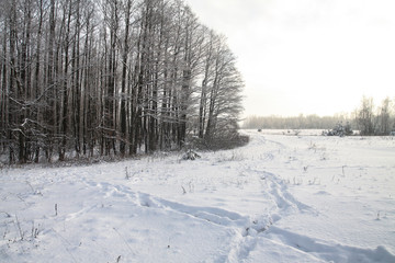Dog and man tracks in the snow on nature. Boot track in the snow. Stock background