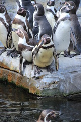 Pinguin - Pinguine in der Gruppe - Schwarz weiß Frack