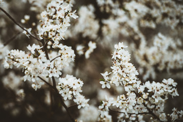 flowers on a background