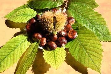Closeup on chestnuts and curly with green leaves. Raw chestnuts for Christmas.