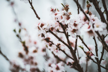 branch of a tree
