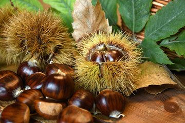 Closeup on chestnuts and curly with green leaves. Raw chestnuts for Christmas.