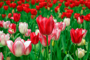Fototapeta premium Tulips flowers in the garden