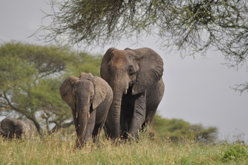 Fototapeta na wymiar Elefantenmutter mit Elefantenkind