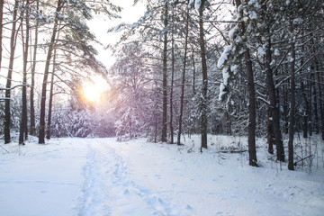Beautiful winter landscape with snowy trees in the forest. The rays of the sun at sunset or in the morning. Christmas and New Year theme