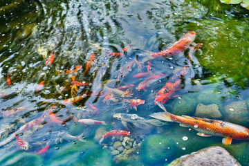 Koi Fish 2