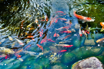 Koi Fish 1