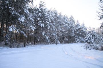 Fototapeta premium Beautiful winter landscape in a snowy forest. Beautiful Christmas trees in a snowdrift and snowflakes. Stock photo for new year
