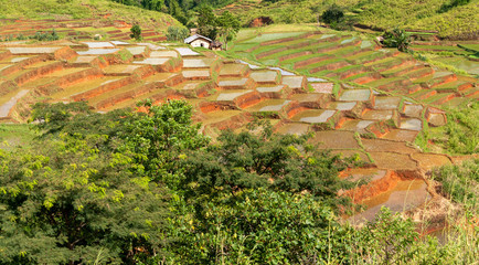 Rice fields/sawah in the neighbourhood of Ruteng, Flores, IDN