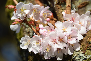 Pink flowers 