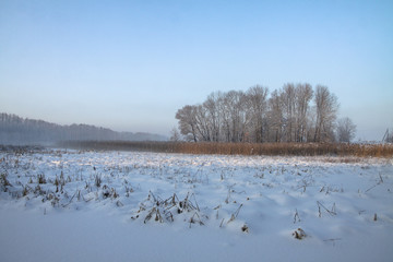 Beautiful winter landscape with snowy trees in the forest. The rays of the sun at sunset or in the morning. Christmas and New Year theme