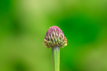 Weed buds in the wild