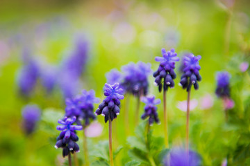 blue flowers in garden