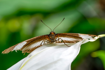 Closeup  beautiful butterfly  & flower in the garden.