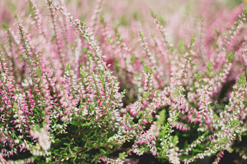 Ornamental plants in a flower shop. Herbarium and living plants. Decoration and decor, gifts.