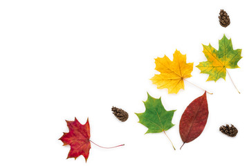 Dry yellow, red and green leaves and cones on a white background. Herbarium. Autumn composition.