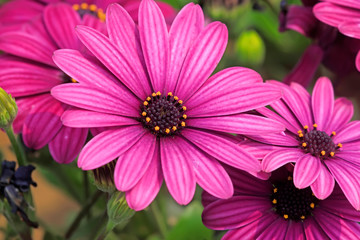 Obraz premium African marigold